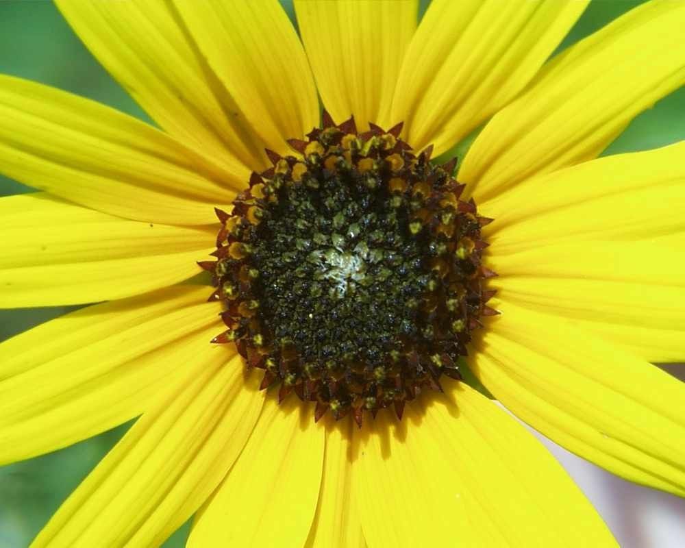 1000x800 Flower Yellow Daisy Closeup Large Bright Flowers Wallpapers In Full