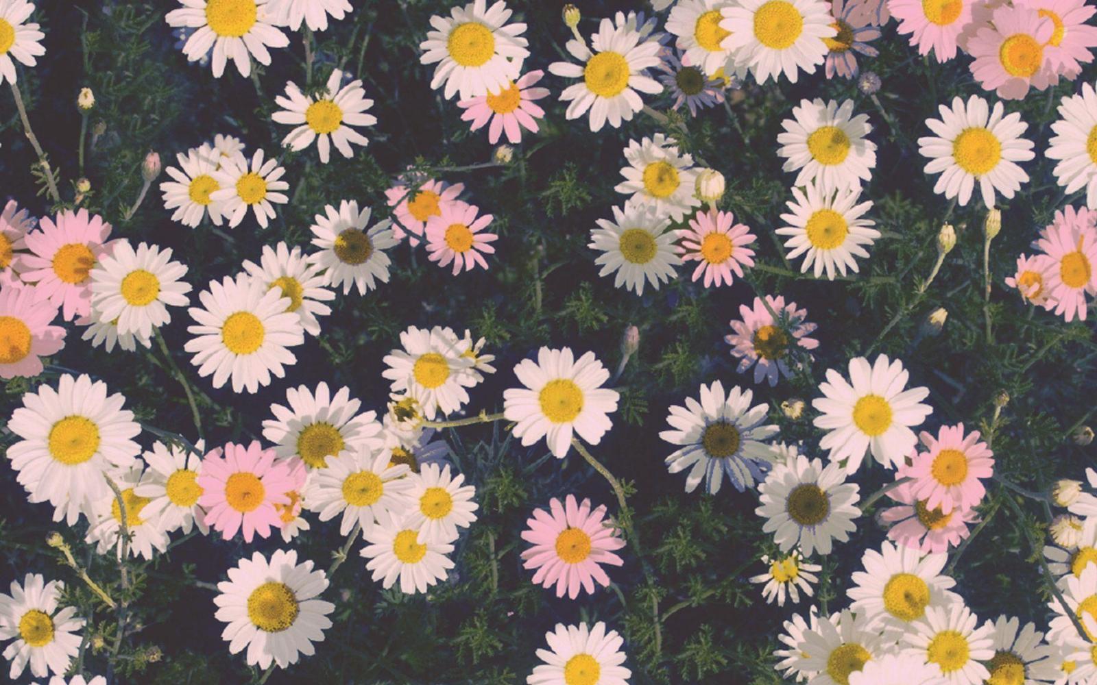 1920x1200 Daisy | bright background, max img