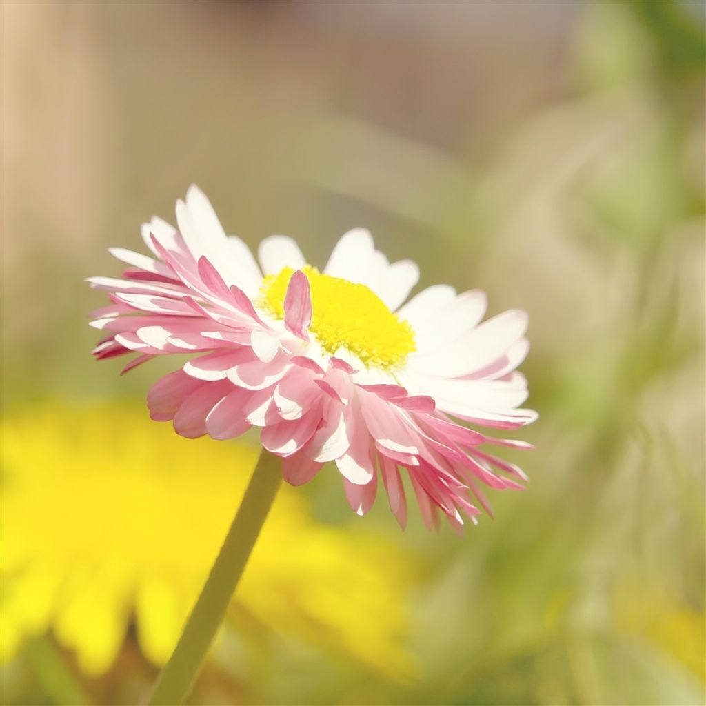 1024x1024 Pure Bright Sunshine Bright Pure Daisy Flower Macro iPad Air