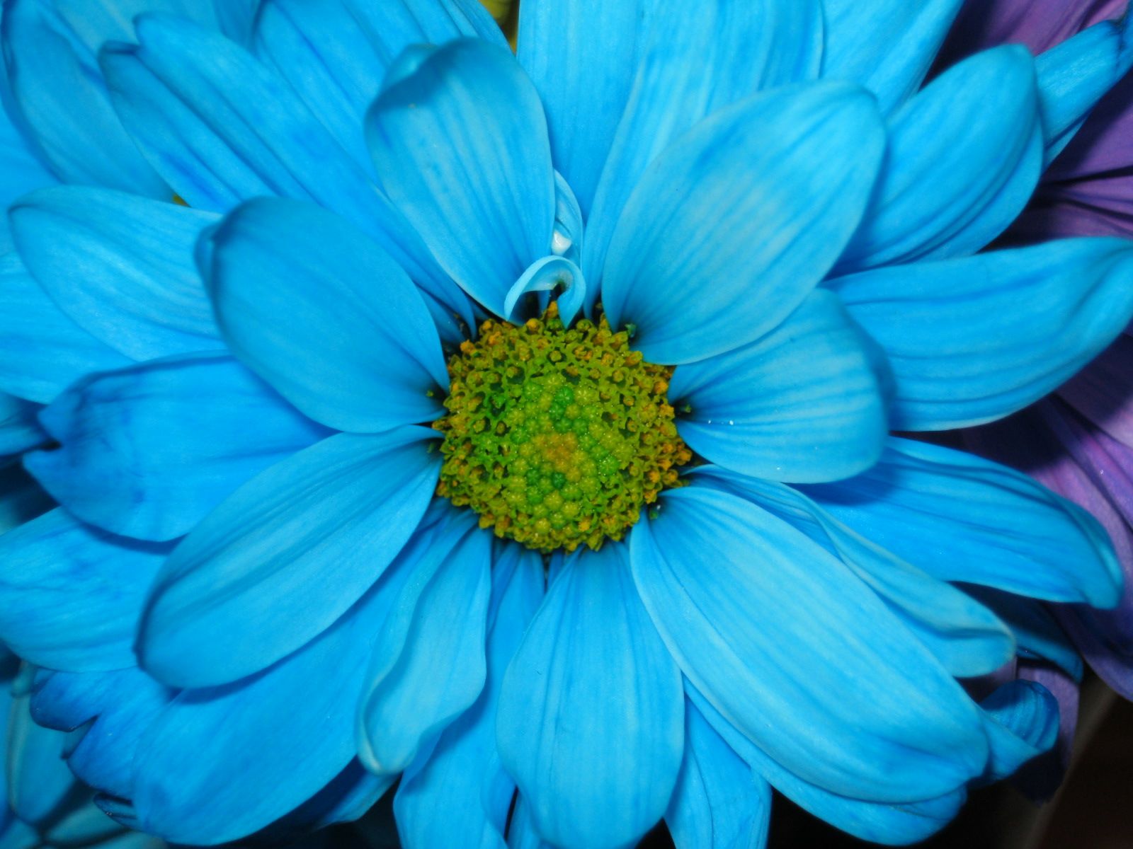 1600x1200 Blue Daisy Wallpaper and Background Image | 1600x1200 | ID:701308