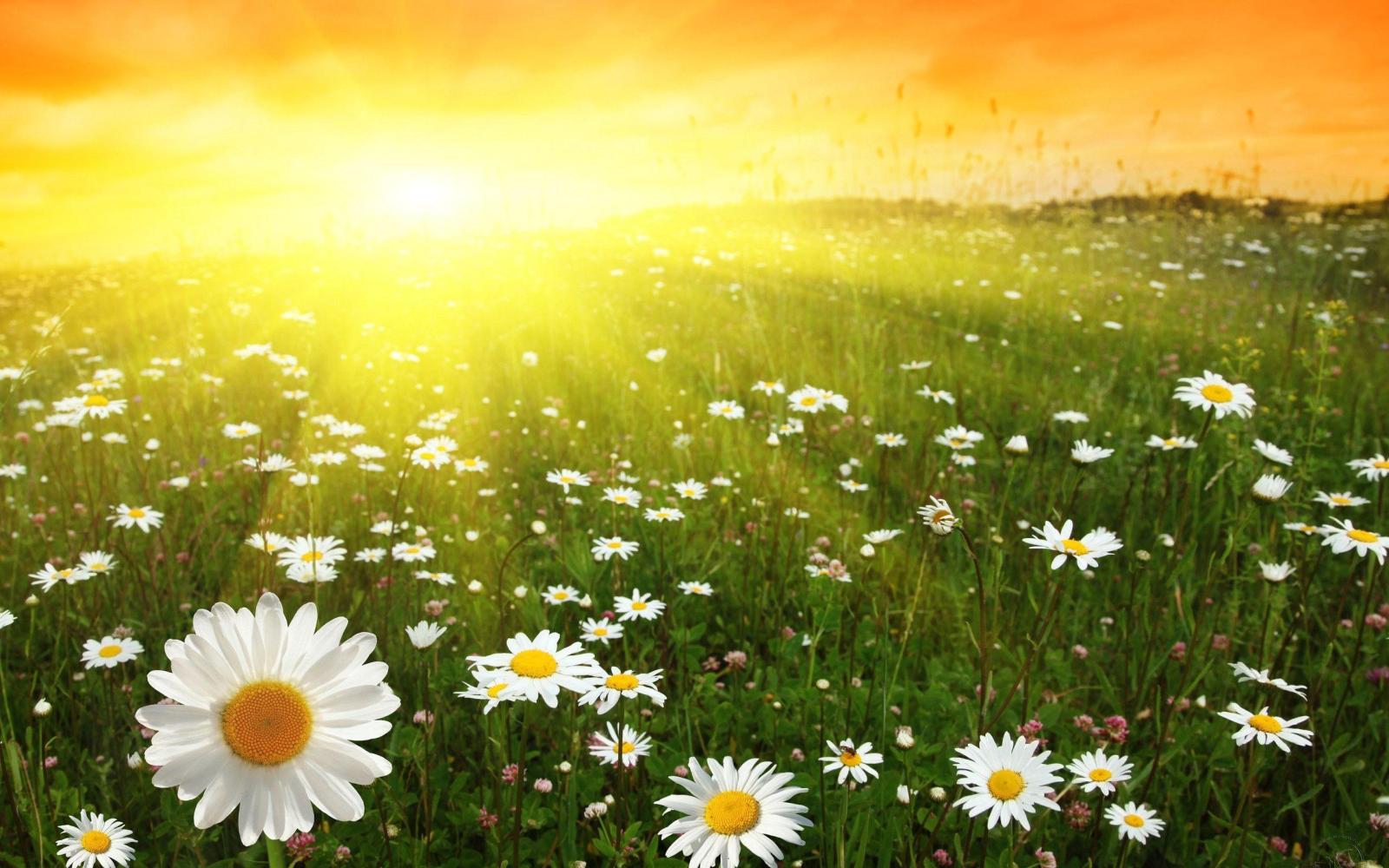2560x1600 30 April, 2018 - Bright Sunny Day Wallpaper