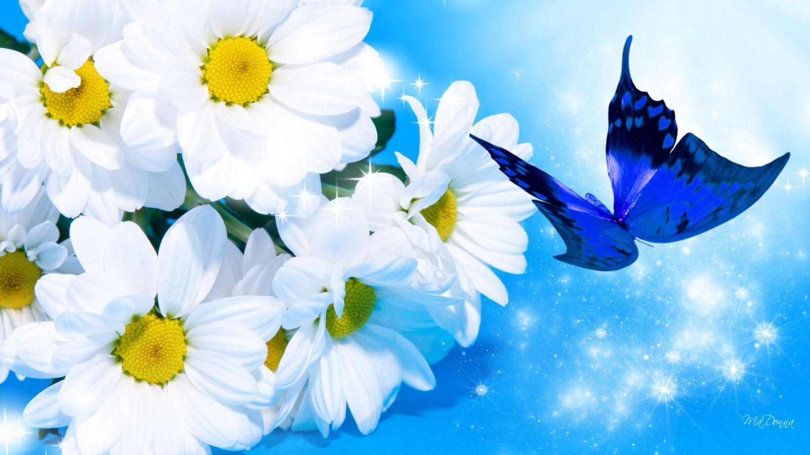1920x1080 HD Daisy Blue Wallpaper, shasta daisy, bright, beautiful, butterfly