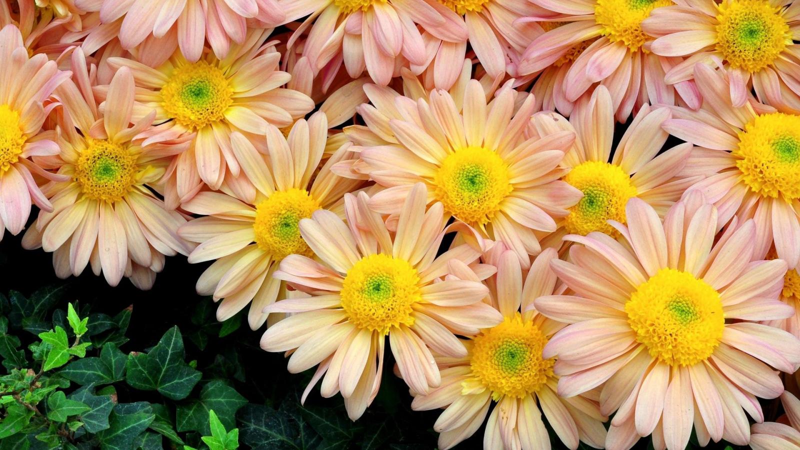 1920x1080 Download wallpaper 1920x1080 flowers, bright, flowerbed, green