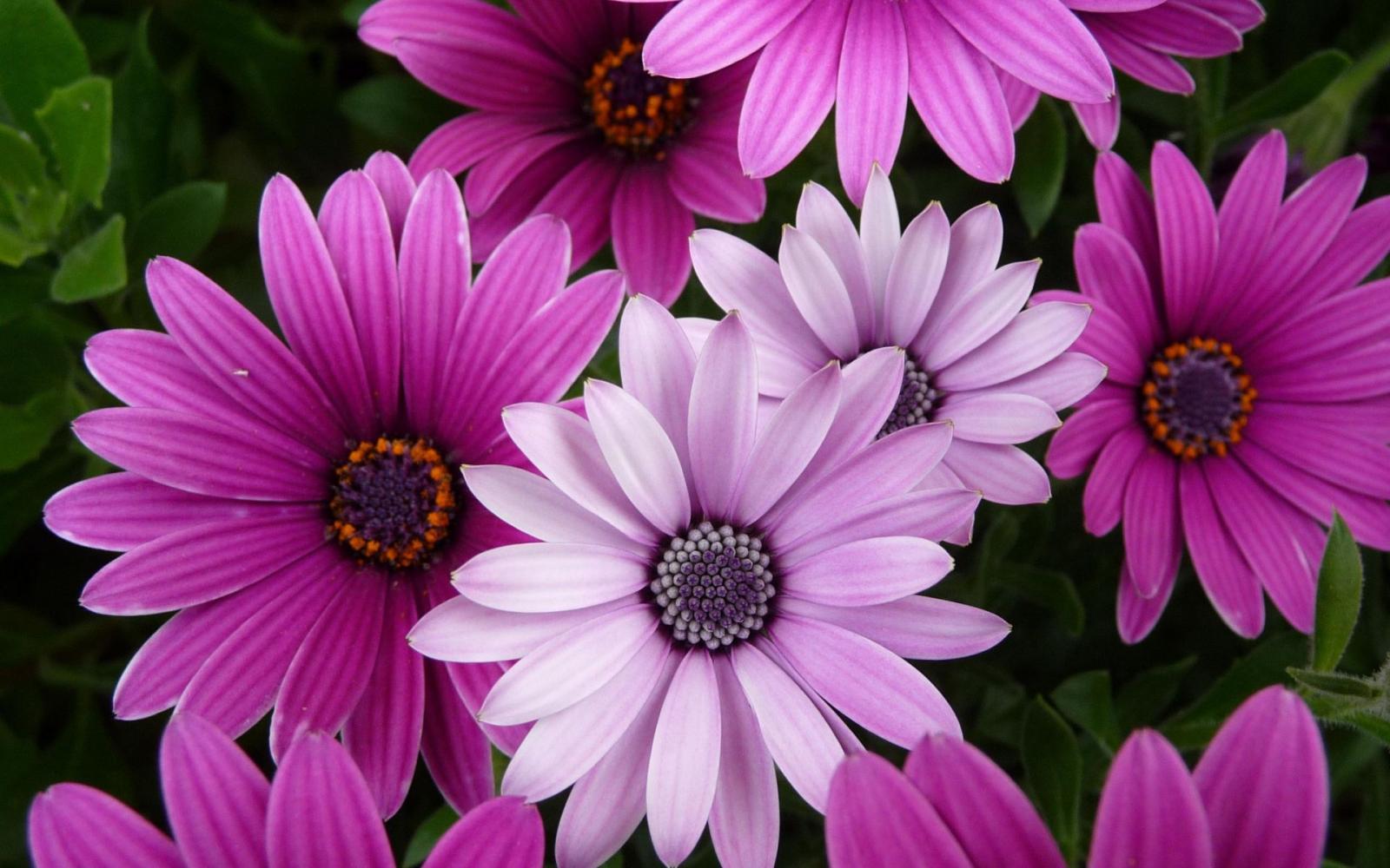 1920x1200 Bright and Dark Purple Flowers #4240172, 1920x1200 | All For Desktop