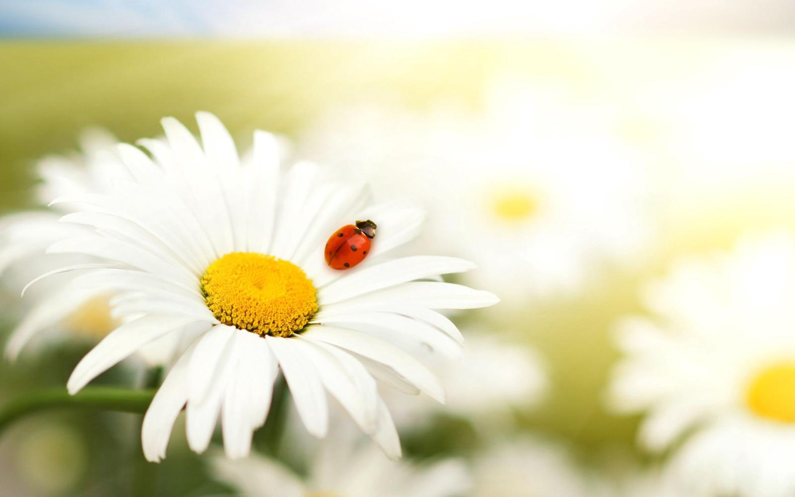 2560x1600 Ladybug Daisy Flower Bright Crawling Insect - Free Stock Photos