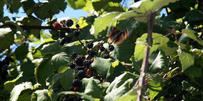 1920x1202 blackberry fruit wallpaper