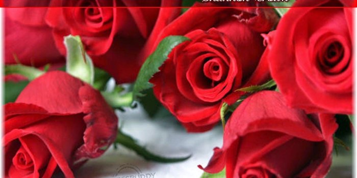 1280x960 Gulab Ka Wallpaper - Love Quotes For Him With Flowers Free Wallpaper
