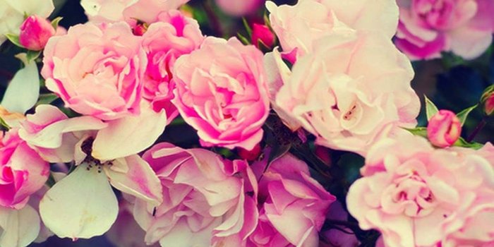 1200x804 25+ Roses Background, Wallpapers, Images, Pictures | Design Trends