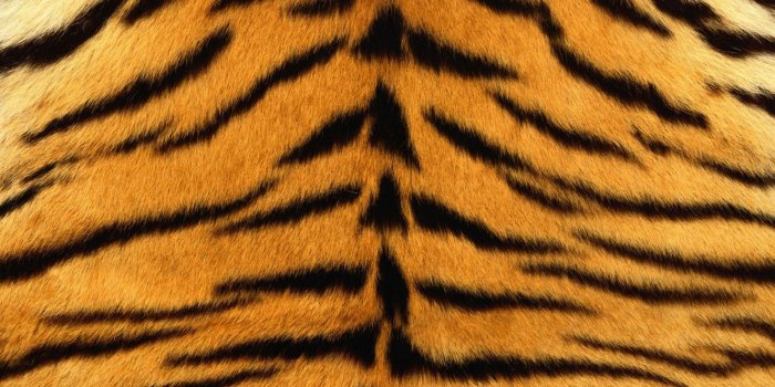 1332x850 Wallpaper tiger, skin, fur, texture, animal, fur images for desktop