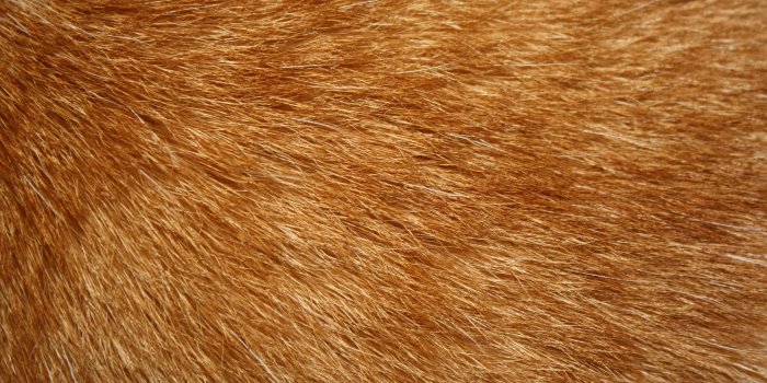 3888x2592 45+] Fur Wallpaper on WallpaperSafari