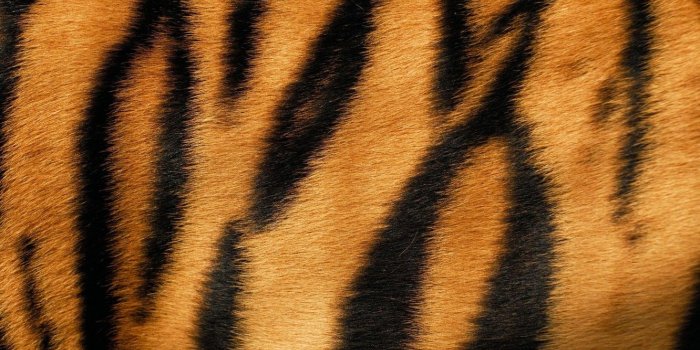 1332x850 Wallpaper tiger, skin, fur, texture, animal, fur images for desktop
