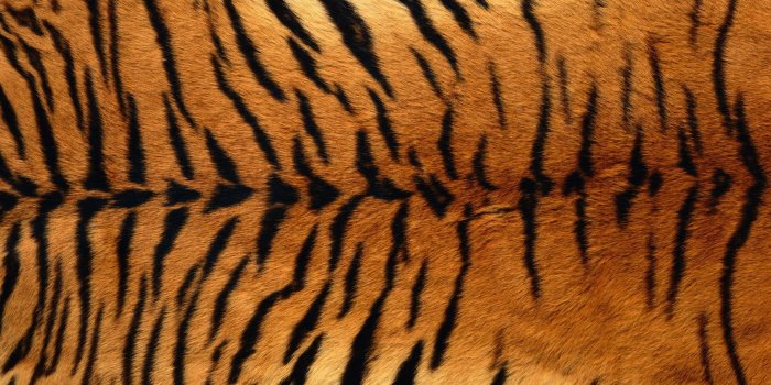 1920x1200 Body animals background pattern pctures skin texture tiger | Wedding