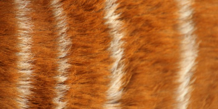 3840x2560 3093454 animal, brown, buck, fluffy, fur, soft, stripes, texture