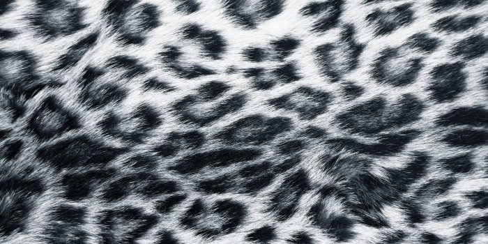 2594x1888 Animal Print Desktop Backgrounds