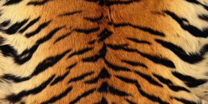 2007x2560 Animal [2007×2560Pixels] | ANIMALs in 2019 | Tiger print, Tiger skin
