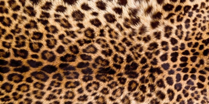 1332x850 Wallpaper skin, fur, leopard, texture, animal, fur images for