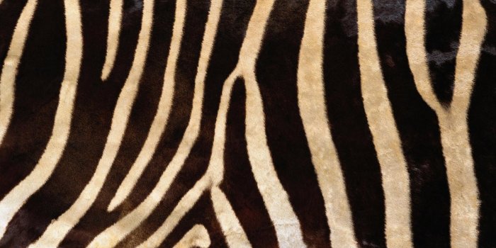 1600x1000 Best 36+ Animal Hide Wallpaper on HipWallpaper | Cute Animal