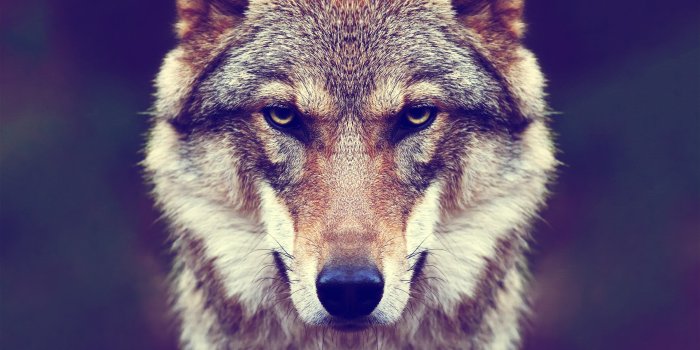 3840x2160 HD wallpaper: wolf, mammal, gray wolf, wildlife, face, head, fur