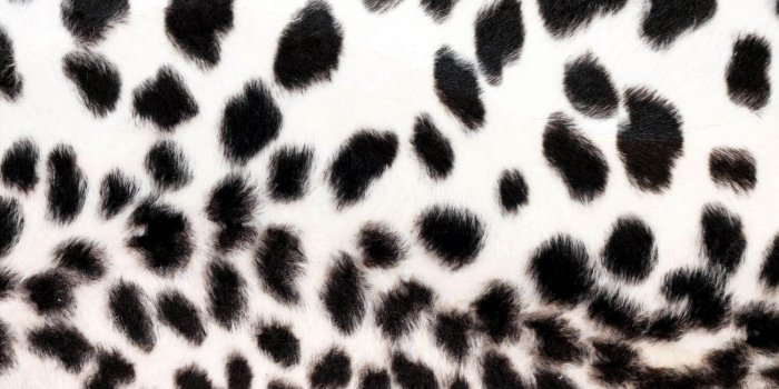 1500x1000 Animal Print Wallpapers - Top Free Animal Print Backgrounds
