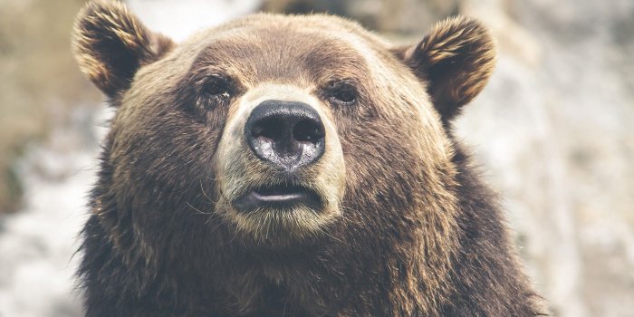 1600x1024 Nature, Animal, Fur, Dangerous, High Quality Animal Photos, Wild