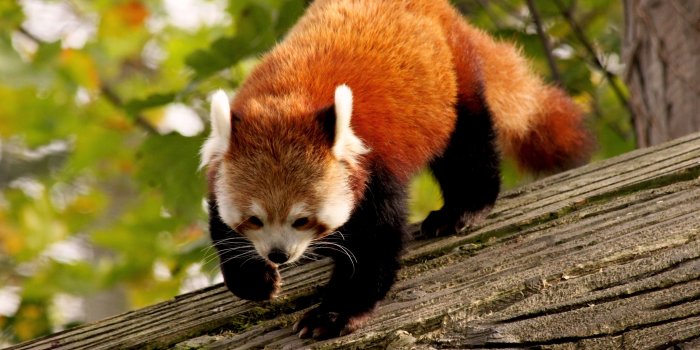 4752x3168 115542 #branch, #nature, #Red Panda, #wild, #green, #animal, #fur
