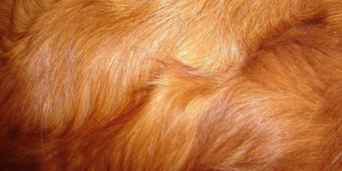 1024x768 180 FURRY ANIMAL TEXTURES: THE ULTIMATE COLLECTION