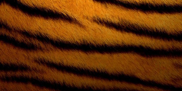 1164x1190 Tiger Skin Wallpaper | This Wallpapers