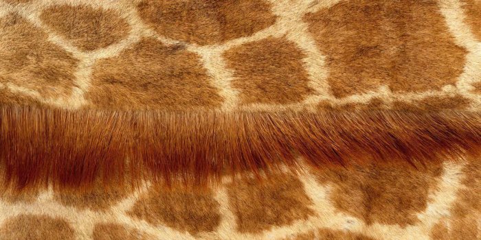 2880x1800 48+] Giraffe Skin Wallpaper Border on WallpaperSafari
