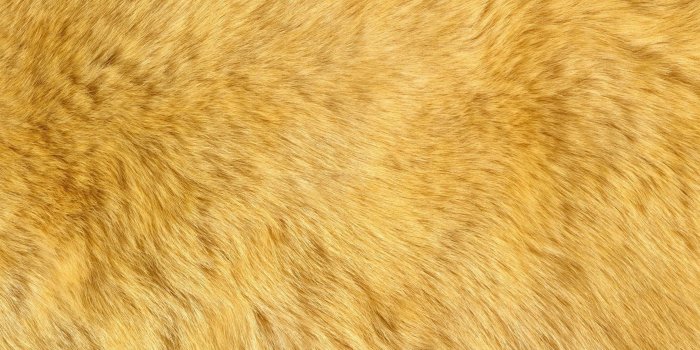 2560x1600 Ginger fur wallpaper - Photography wallpapers - #45450