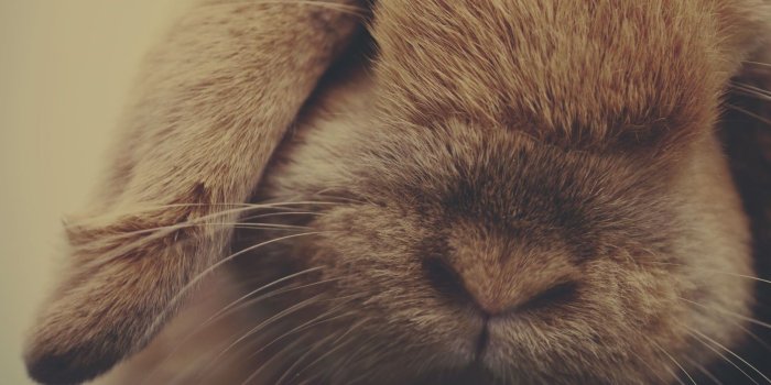 1920x1080 70+ Human Animal Wallpapers - Download at WallpaperBro