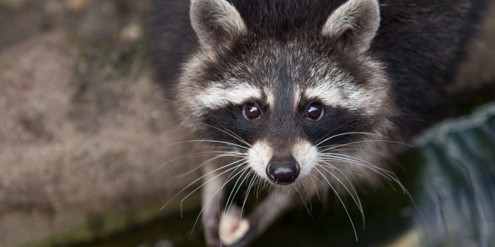 3840x2160 Wallpaper raccoon, eyes, look, fur, close-up, nature, animal