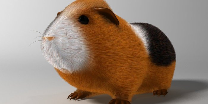 1920x1080 64 Fur HD Wallpapers | Background Images