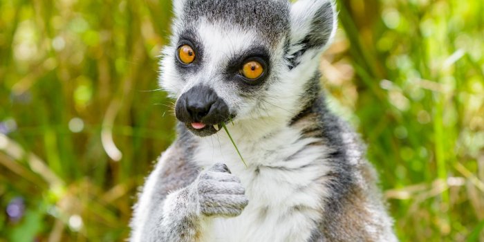 1600x1200 Download wallpaper 1600x1200 lemur, funny, cool, grass, eat, animal