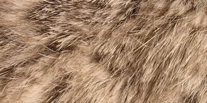 1080x1920 Fur Wallpaper (52+ images)