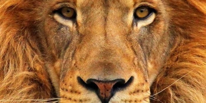1080x1920 70+ Lion Face Wallpapers on WallpaperPlay