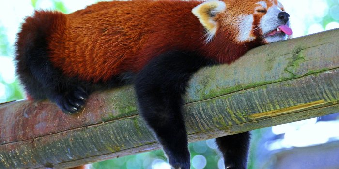 3840x2160 Terrestrial Animal, Mammal, Bear, Fur, Snout 4K Ultra HD Wallpaper