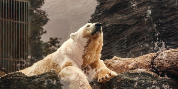 5616x3744 5379935 5616x3744 #pretty backgrounds, #amazing wallpaper, #bear