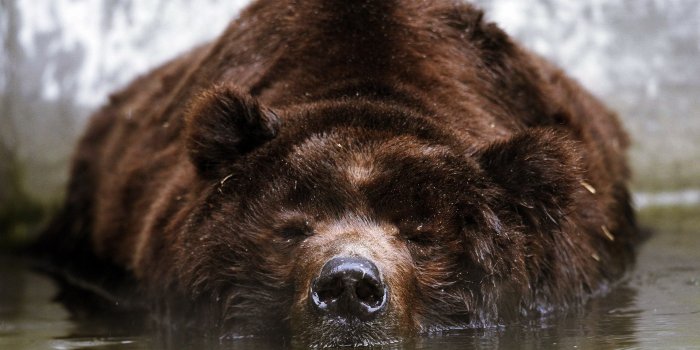 2560x1440 Animal Close Up Wallpaper #6836671