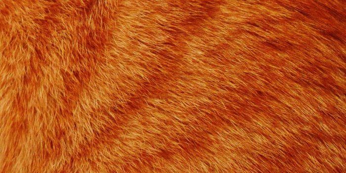 1920x1280 Cat fur,cat,animals,close up,pets - free photo from needpix.com
