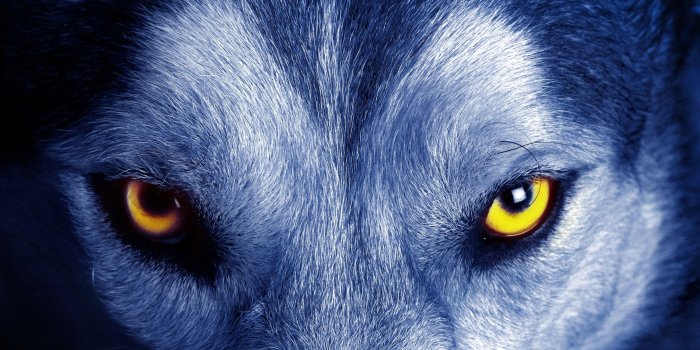 2880x1800 2816584 nature animals yellow eyes wolf closeup fur face wallpaper