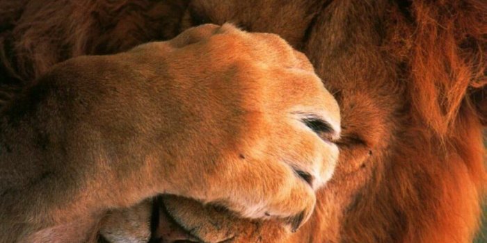 1024x768 60 Beautiful and Cute Animal Wallpapers