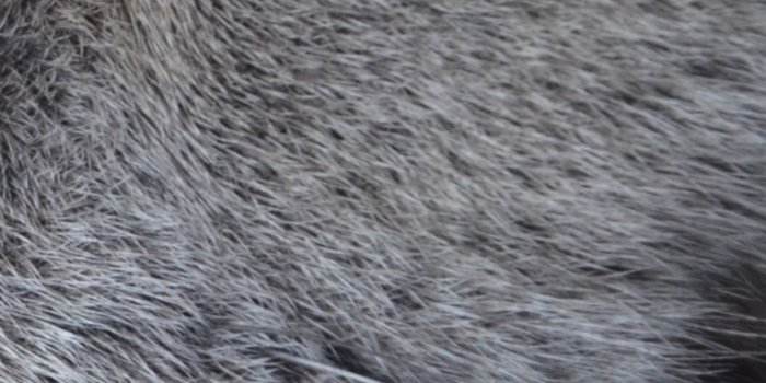 1242x2688 British Shorthair, Felidae, Mammal, Animal, Purr Wallpaper for