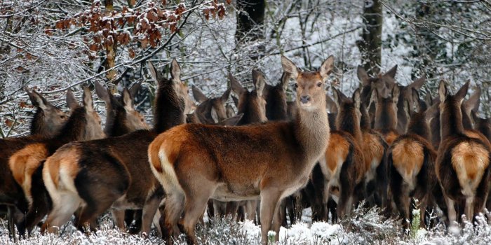 1600x953 Nature Outdoors Trees Animal Forest Snow Winter Wildlife Cold