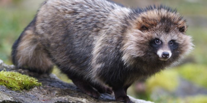 1220x816 A Humane World