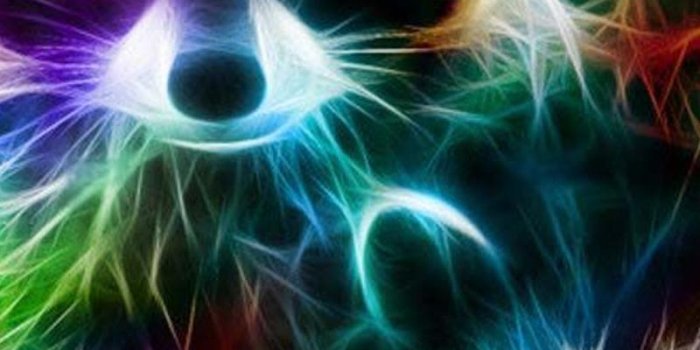 800x1280 Neon Animals Live Wallpaper HD for Android - APK Download