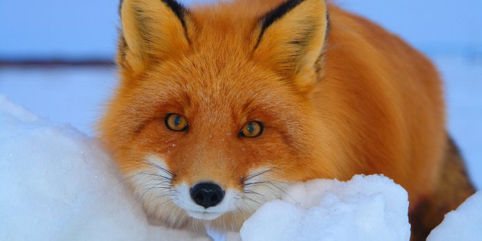 3840x2400 Fox Red Fur Co Winter Snow 4K wallpaper