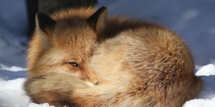 2560x1600 Fox on the snow wallpaper - Animal wallpapers - #42252