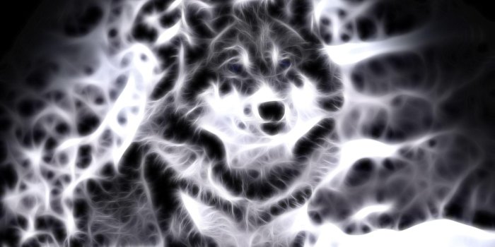 1920x1200 Cool Animal Wallpapers (40+), Find HD Wallpapers For Free