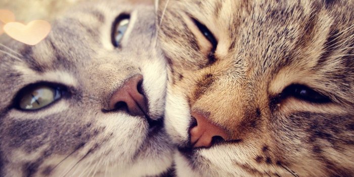 1680x1050 Cats love black and white sweet animals in love bokeh, - Phone