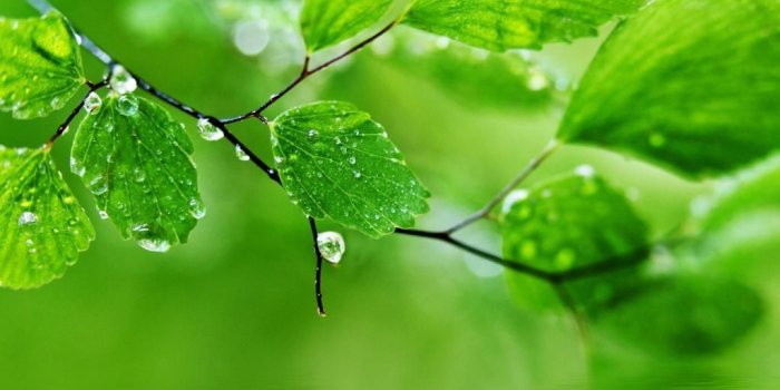 1024x768 Macro HD desktop wallpaper High Definition Fullscreen Mobile